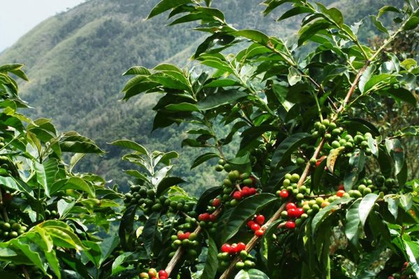 Driving Uganda’s Economic Growth: The Transformative Role of Agricultural Research Driving Uganda's Economic Growth: The Transformative Role of Agricultural Research