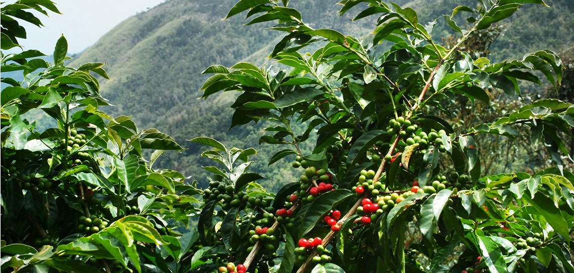 Driving Uganda's Economic Growth: The Transformative Role of Agricultural Research