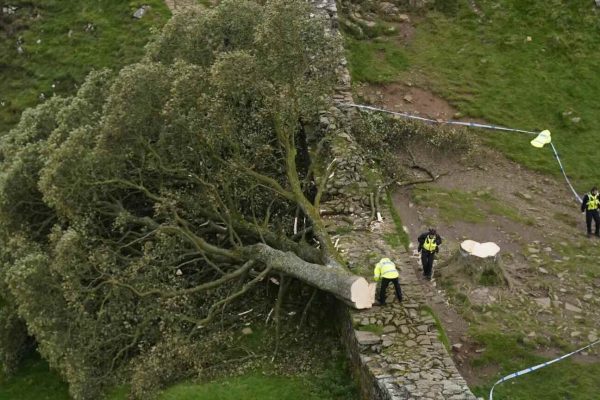 Pair guilty of cutting down Sycamore Gap tree