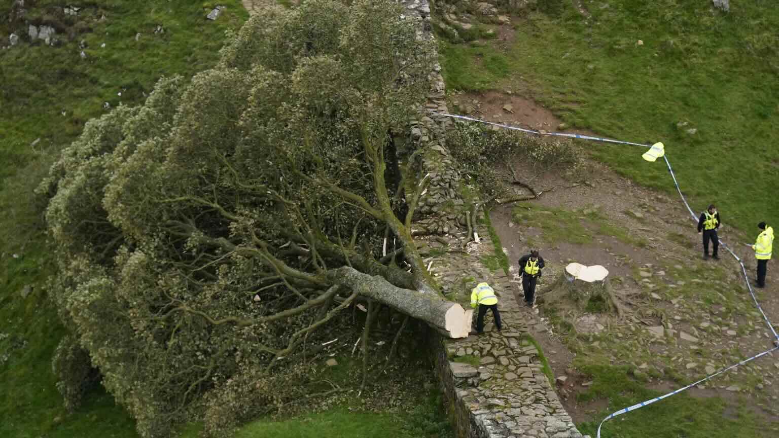 Pair guilty of cutting down Sycamore Gap tree